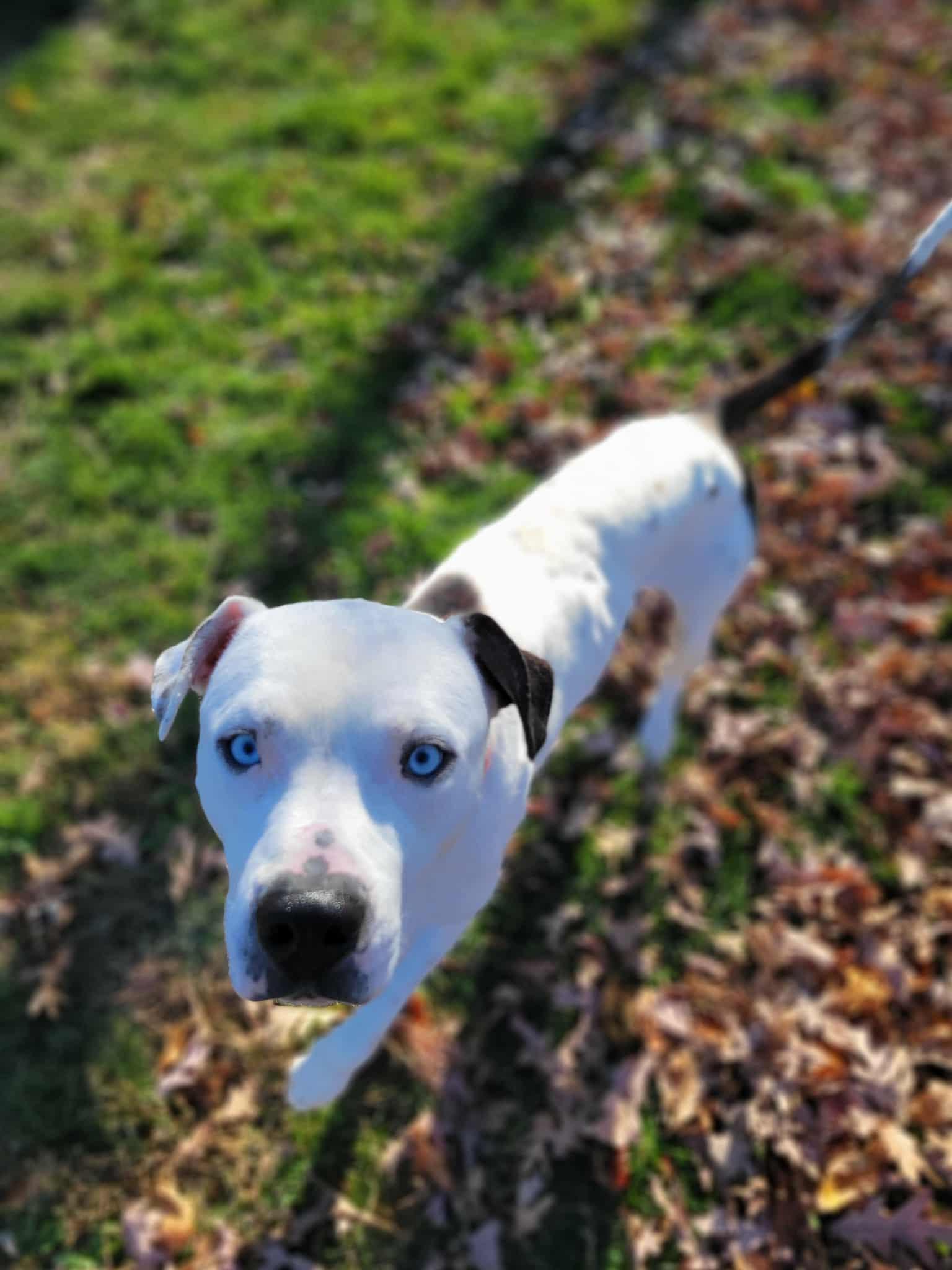 Craig, an adopted mixed breed in Chambersburg, PA image 3/3