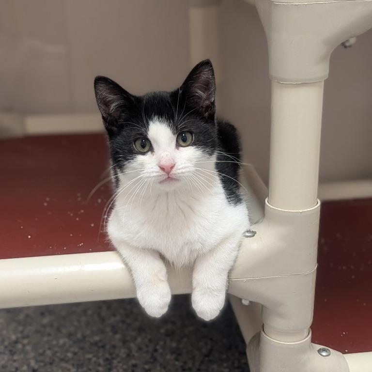 Enlarge Cranberry, a Adoptable Domestic Short Hair in Prairie du Chien, WI image 1/1