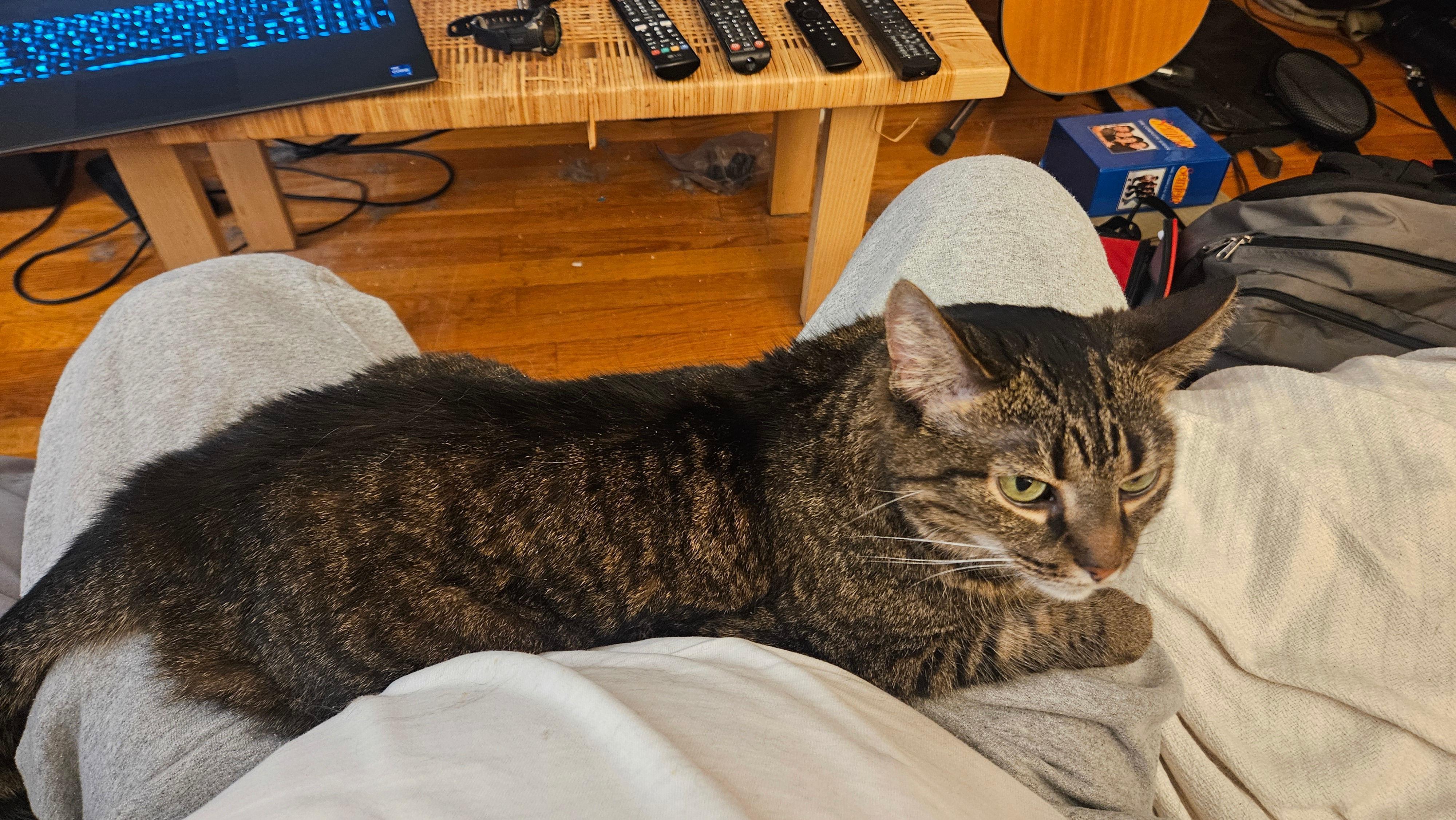 Enlarge Muffins, a ADOPTABLE Domestic Short Hair in Melrose, MA image 3/6