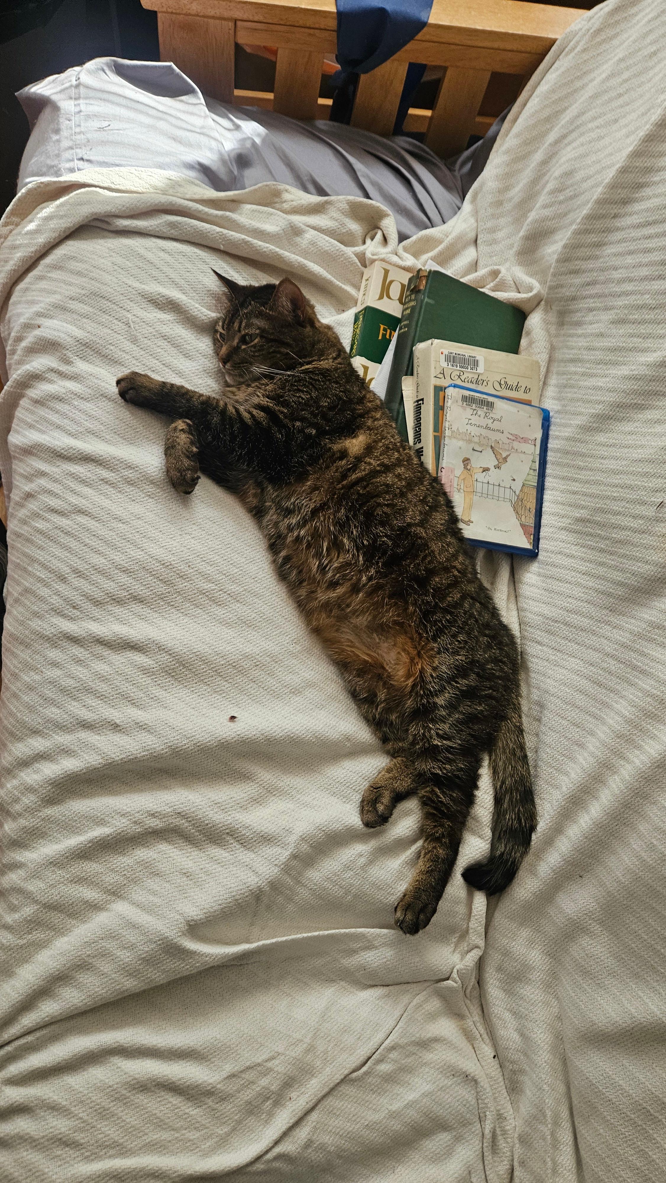 Enlarge Muffins, a ADOPTABLE Domestic Short Hair in Melrose, MA image 4/6