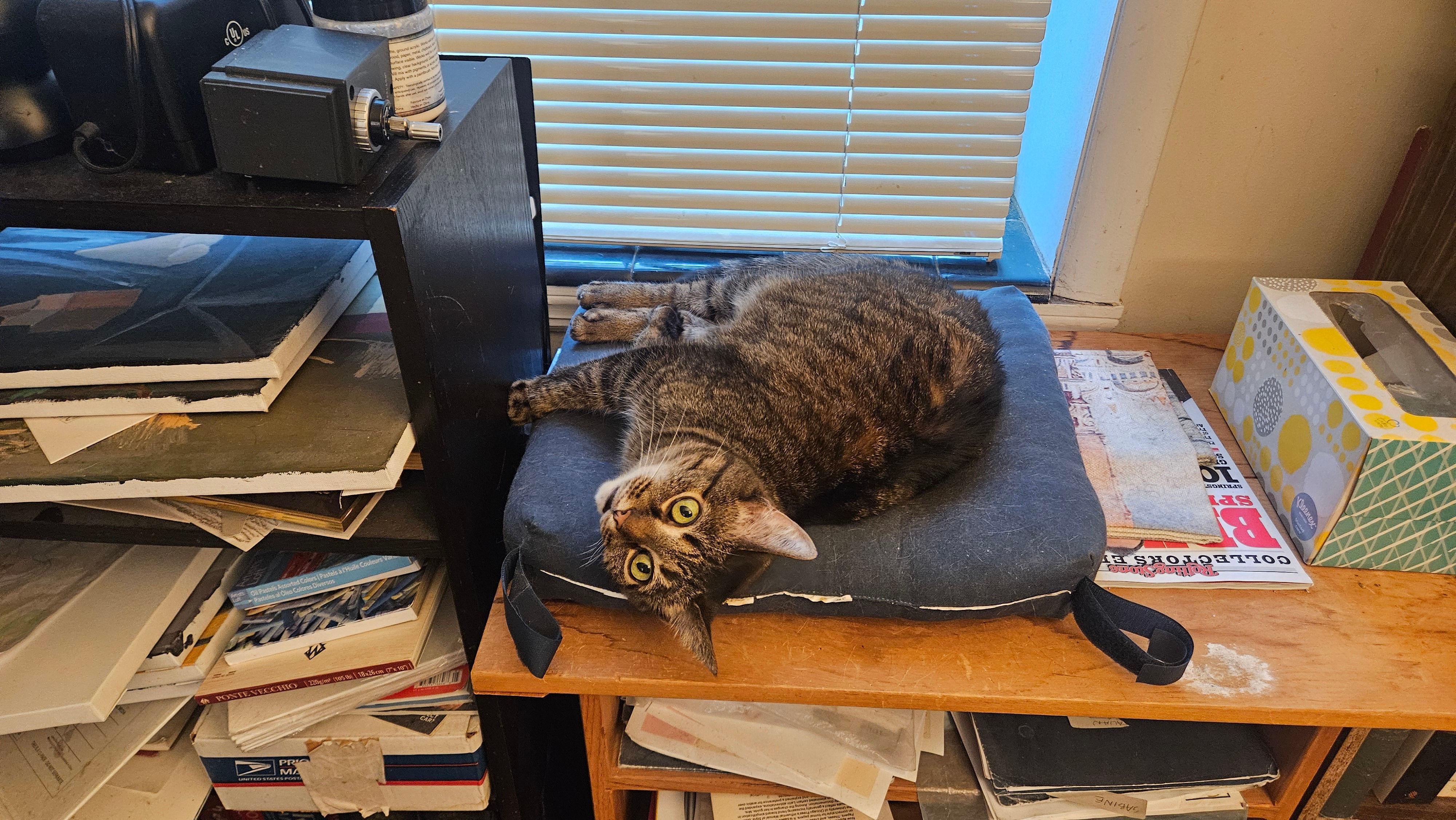 Enlarge Muffins, a ADOPTABLE Domestic Short Hair in Melrose, MA image 5/6