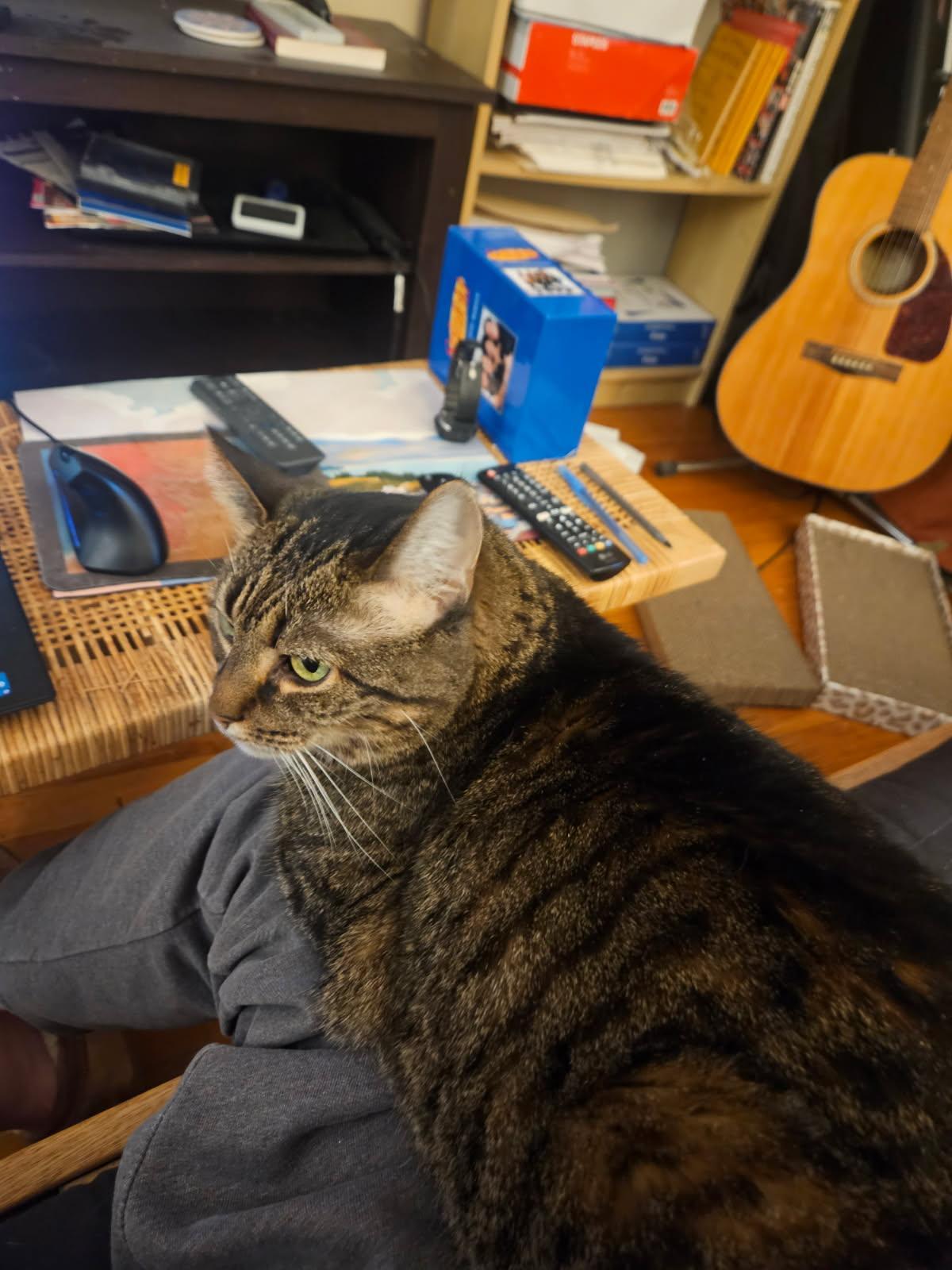 Enlarge Muffins, a ADOPTABLE Domestic Short Hair in Melrose, MA image 2/6