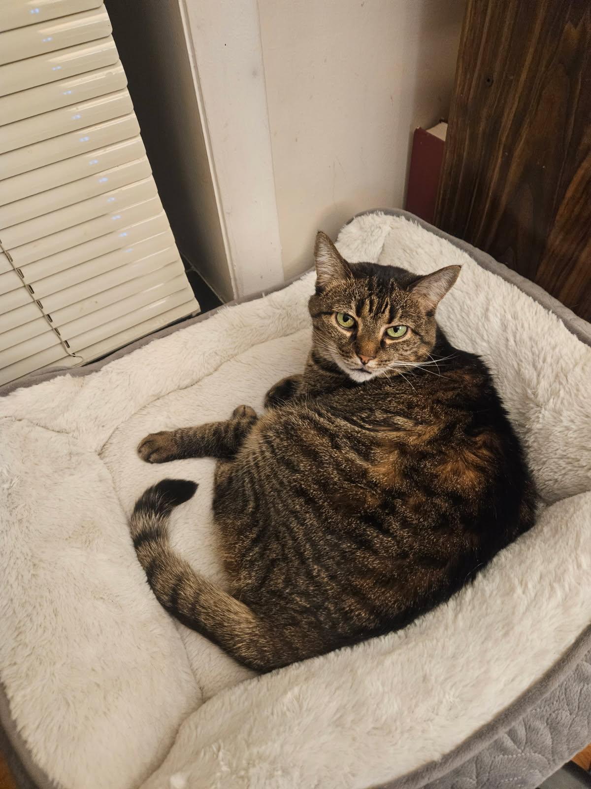 Enlarge Muffins, a ADOPTABLE Domestic Short Hair in Melrose, MA image 1/6