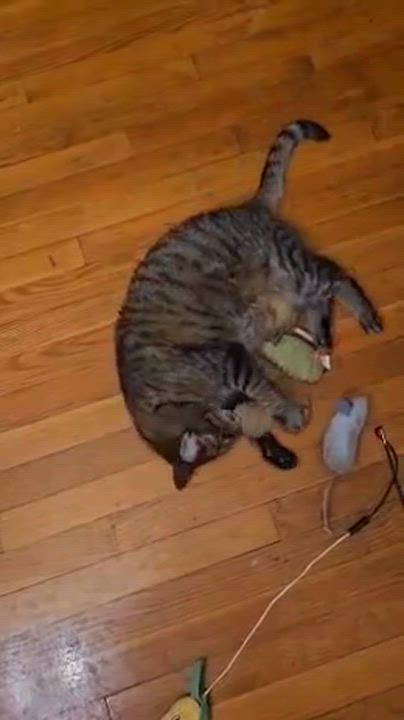 Enlarge Muffins, a ADOPTABLE Domestic Short Hair in Melrose, MA video 6/6