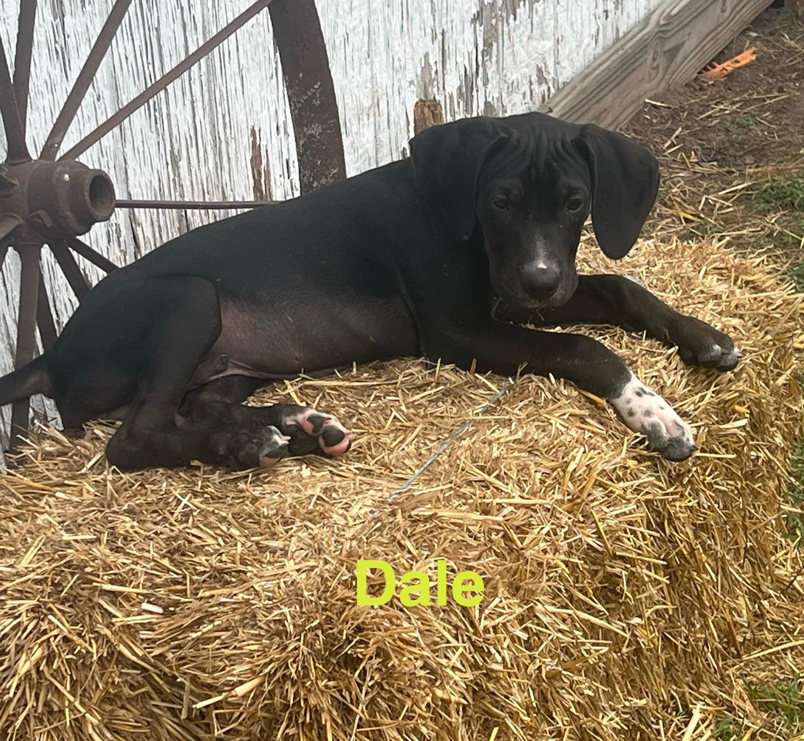 Dale, Adopted, Puppy Male Black Labrador Retriever.