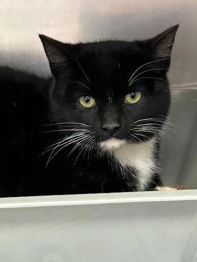 Enlarge Blackjack, a Adoptable mixed breed in Lunenburg, MA image 1/1