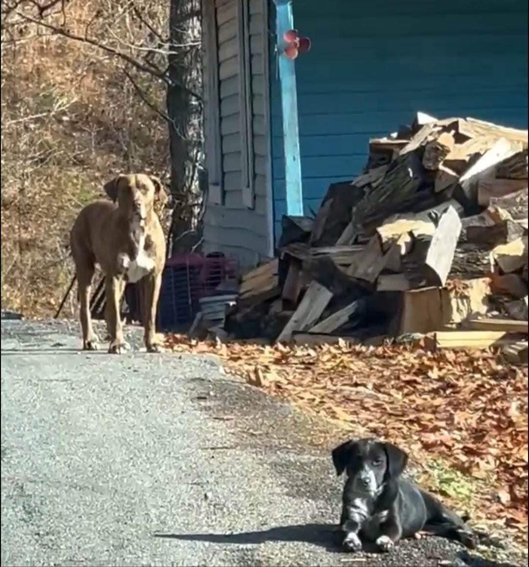 Courtesy Posting Mustang, a ADOPTABLE mixed breed in Middletown, NJ image 4/4