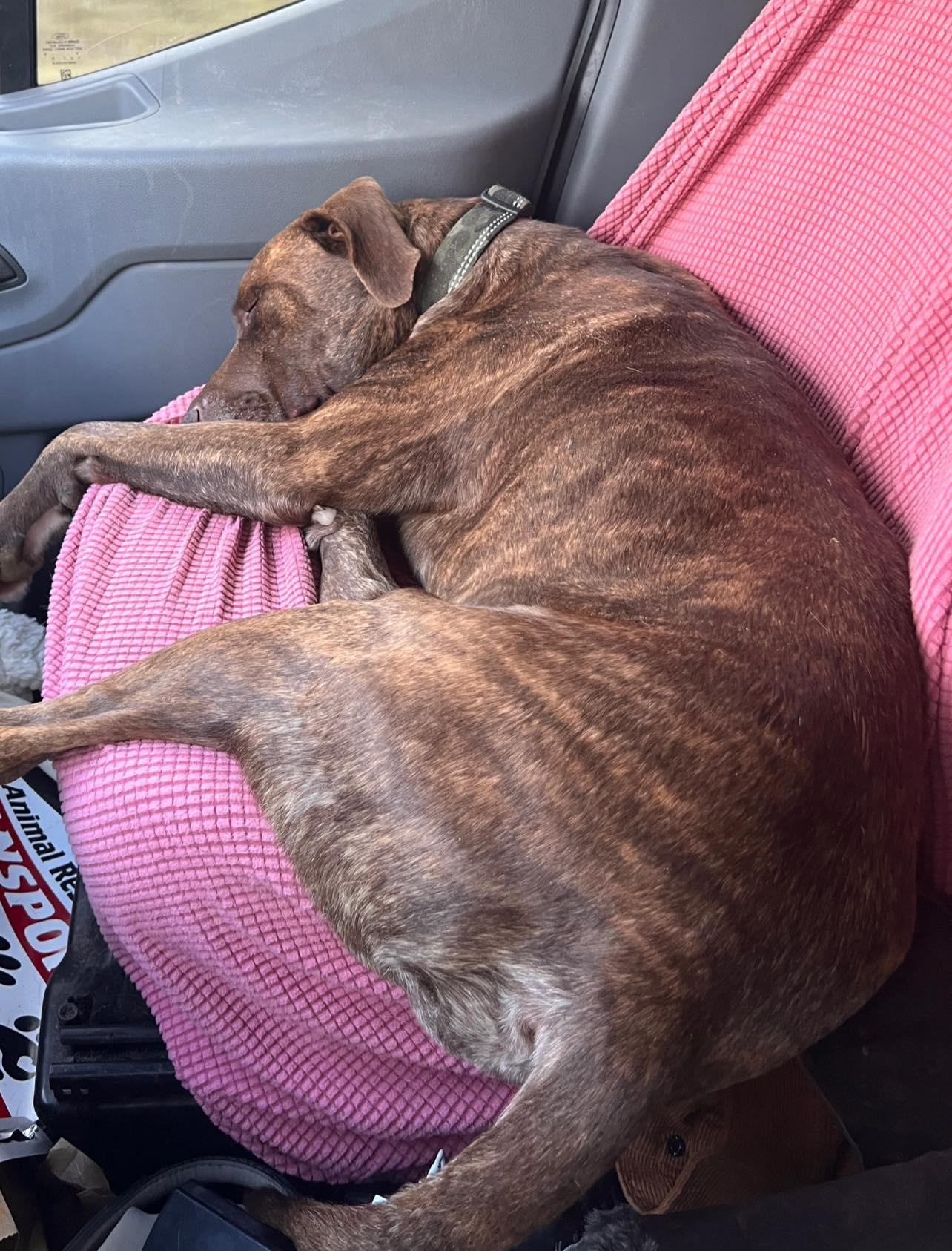 Courtesy Posting Mustang, a ADOPTABLE mixed breed in Middletown, NJ image 3/4