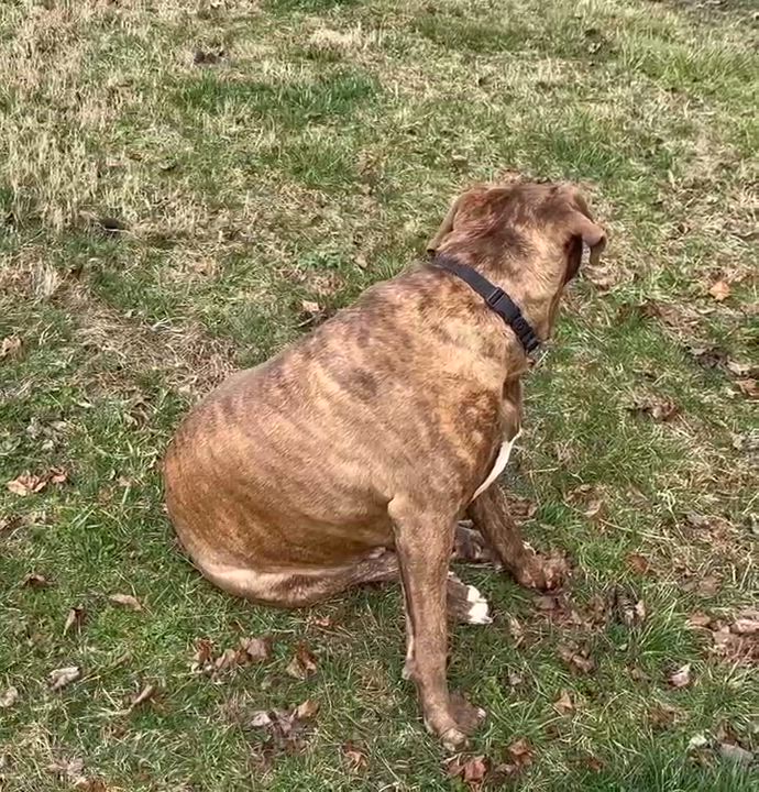 Enlarge Courtesy Posting Mustang, a ADOPTABLE mixed breed in Middletown, NJ video 2/4