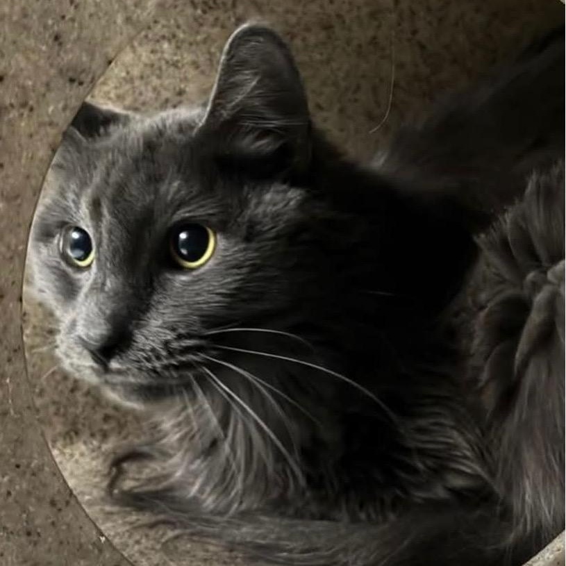 Sterling, ADOPTABLE, Young Male Domestic Medium Hair.