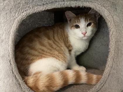 Ken, Adoptable, Kitten Male Domestic Medium Hair & Domestic Short Hair.