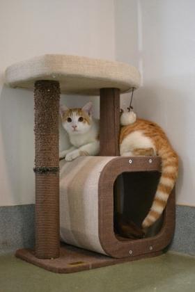 Ken, a Adoptable mixed breed in New Orleans, LA image 2/3