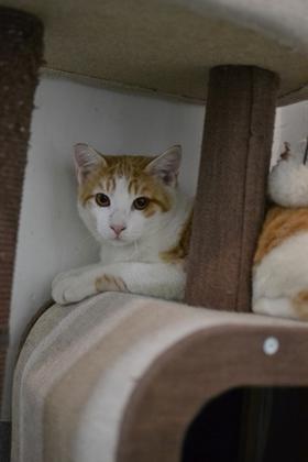 Ken, a Adoptable mixed breed in New Orleans, LA image 3/3