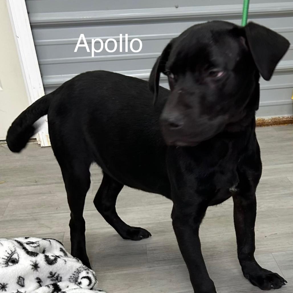 Enlarge Apollo, a Adoptable mixed breed in Princeton, KY image 1/3