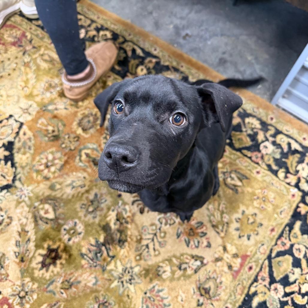 Enlarge Apollo, a Adoptable mixed breed in Princeton, KY image 2/3