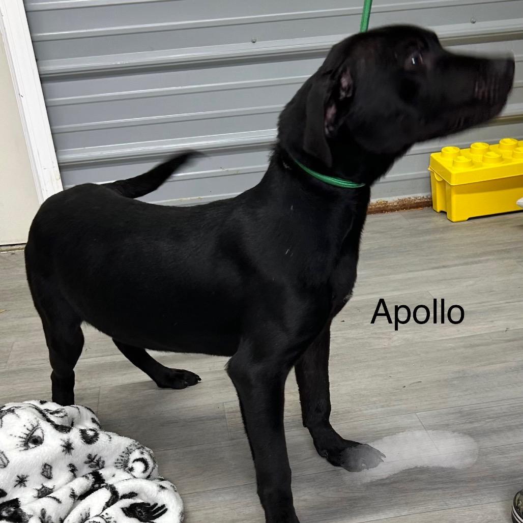 Enlarge Apollo, a Adoptable mixed breed in Princeton, KY image 3/3