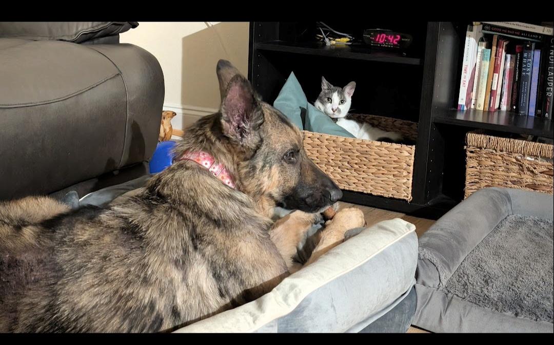 Enlarge Grace, a ADOPTABLE German Shepherd Dog in Clermont, FL image 4/6