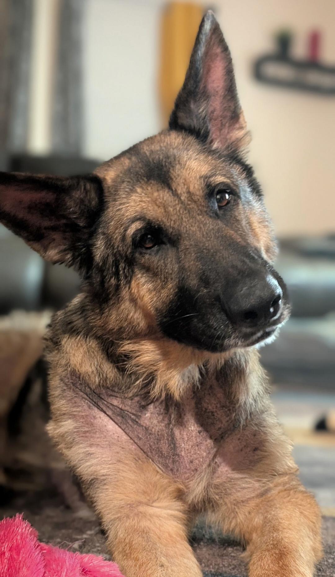 Grace, ADOPTABLE, Adult Female German Shepherd Dog.