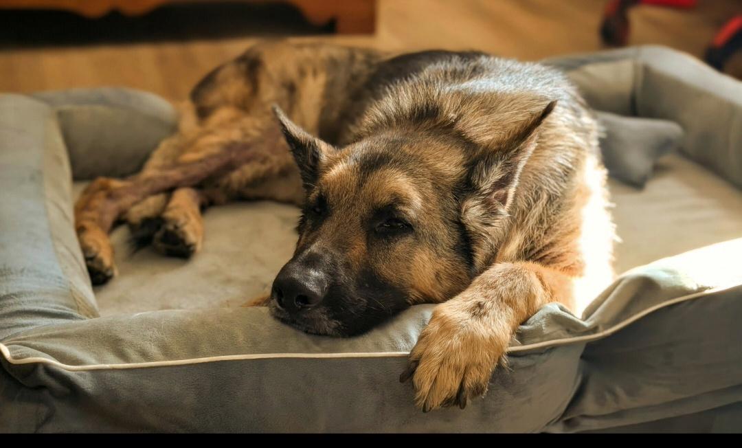 Enlarge Grace, a ADOPTABLE German Shepherd Dog in Clermont, FL image 6/6