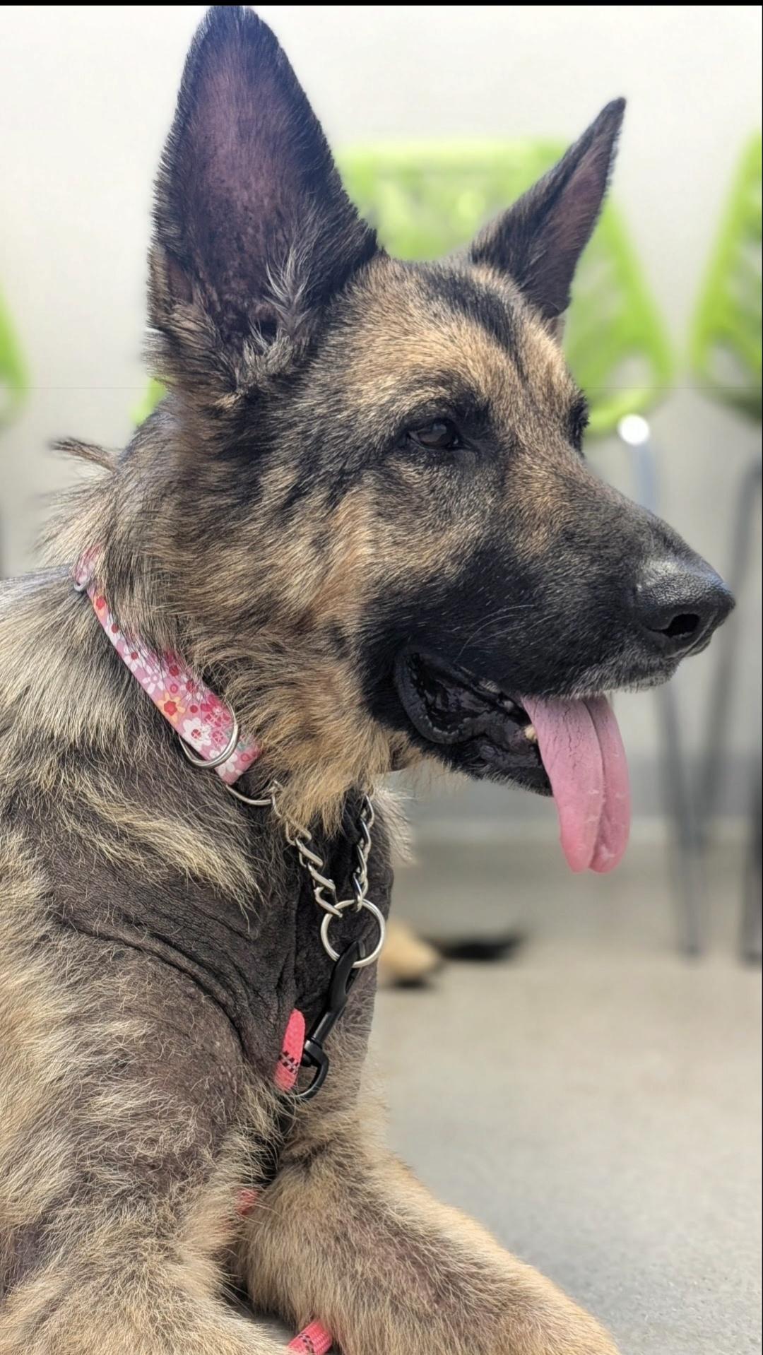 Grace, ADOPTABLE, Adult Female German Shepherd Dog.