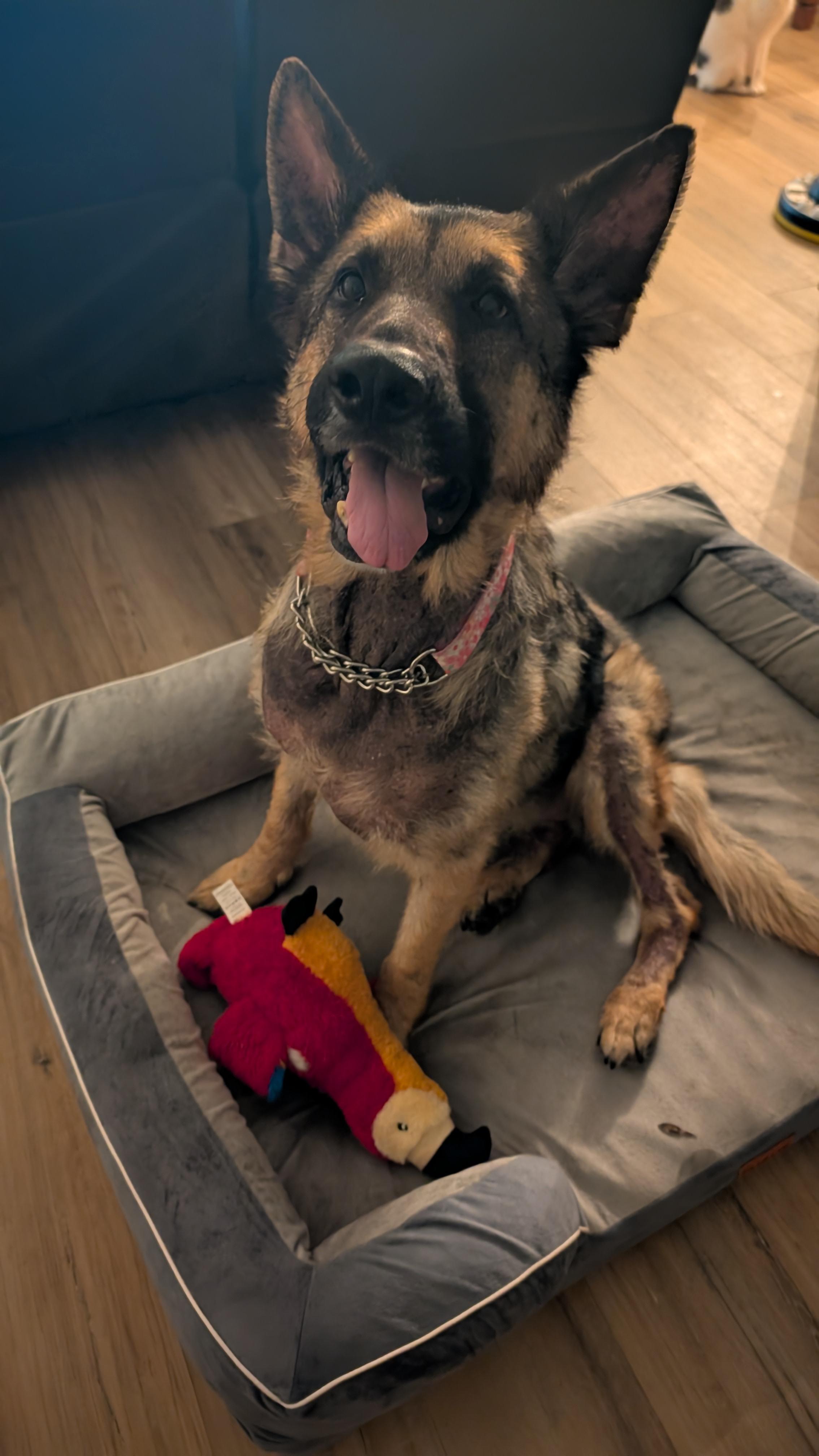 Enlarge Grace, a ADOPTABLE German Shepherd Dog in Clermont, FL image 2/6