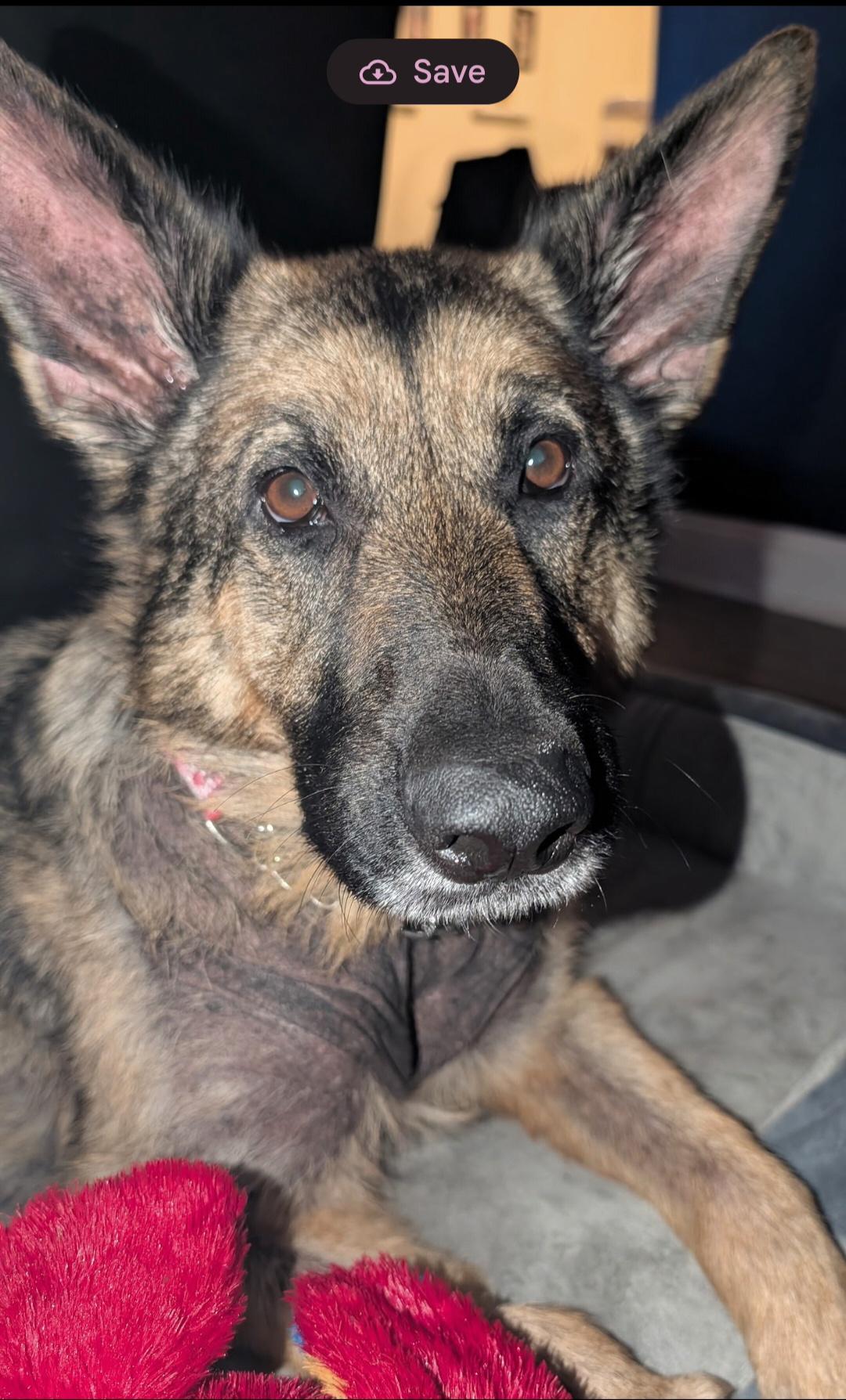 Enlarge Grace, a ADOPTABLE German Shepherd Dog in Clermont, FL image 3/6