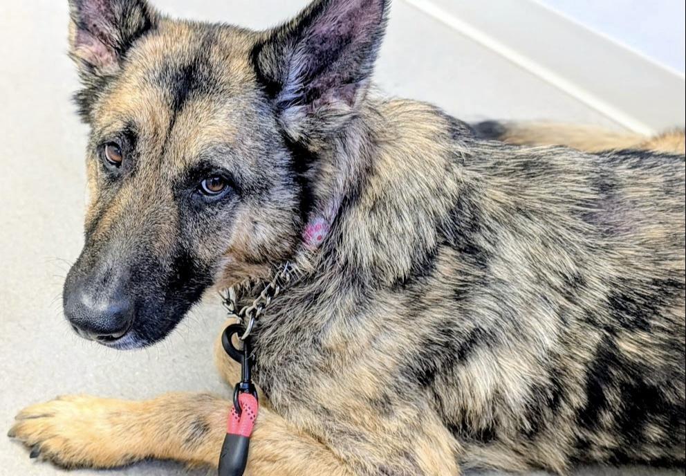 Enlarge Grace, a ADOPTABLE German Shepherd Dog in Clermont, FL image 5/6