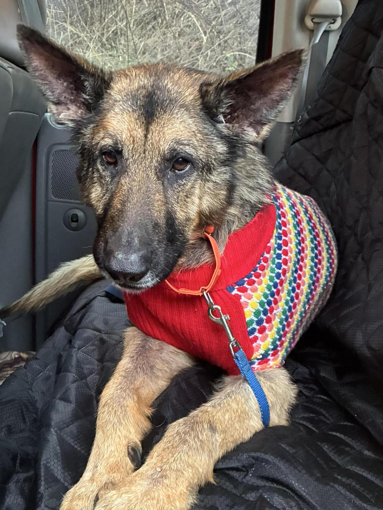 Grace, ADOPTABLE, Adult Female German Shepherd Dog.