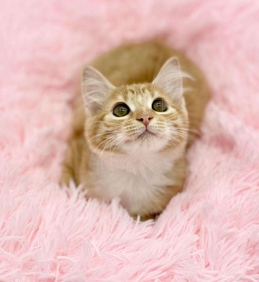 Aiden, a Adoptable Domestic Long Hair in Covington, LA image 1/6