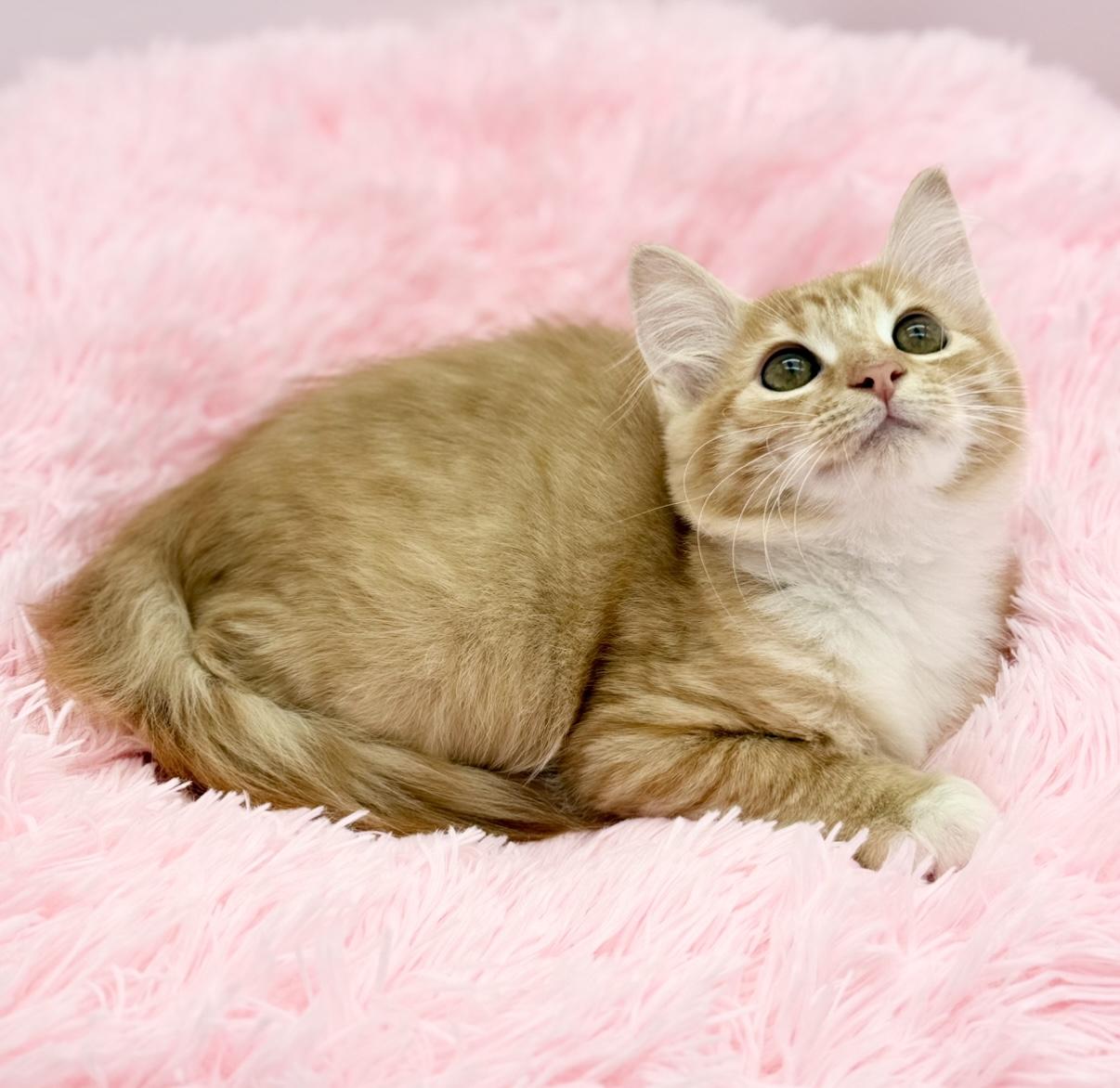 Aiden, a Adoptable Domestic Long Hair in Covington, LA image 2/6