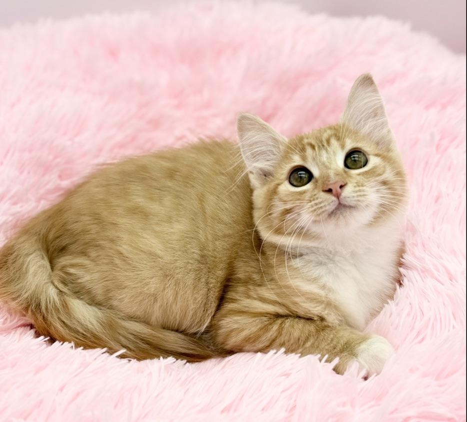 Aiden, a Adoptable Domestic Long Hair in Covington, LA image 3/6