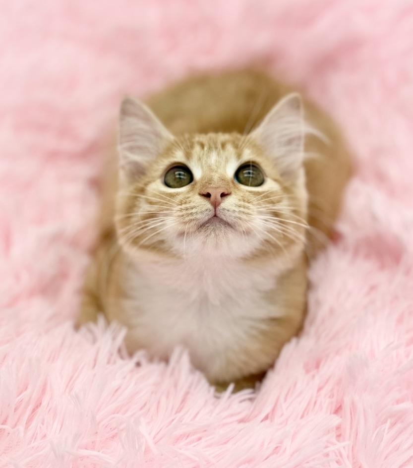 Aiden, a Adoptable Domestic Long Hair in Covington, LA image 4/6