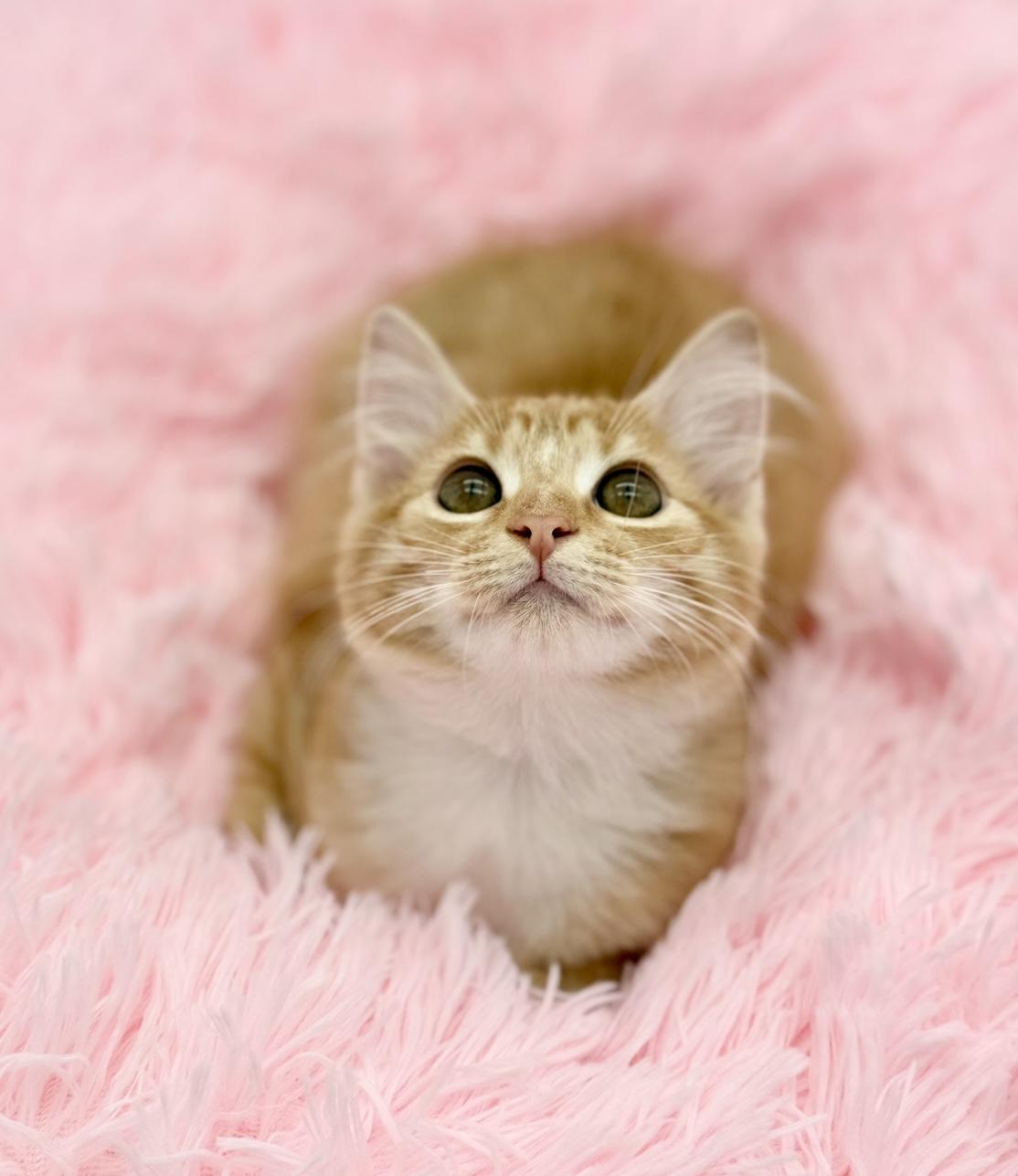 Aiden, a Adoptable Domestic Long Hair in Covington, LA image 5/6