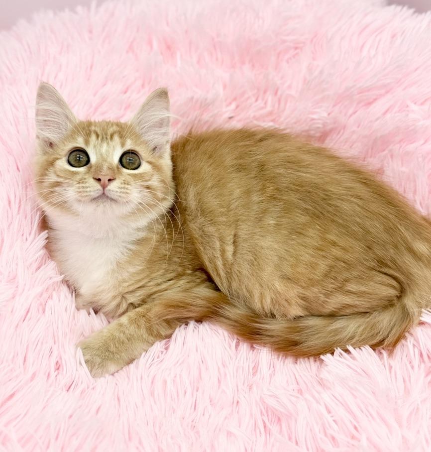 Aiden, a Adoptable Domestic Long Hair in Covington, LA image 6/6