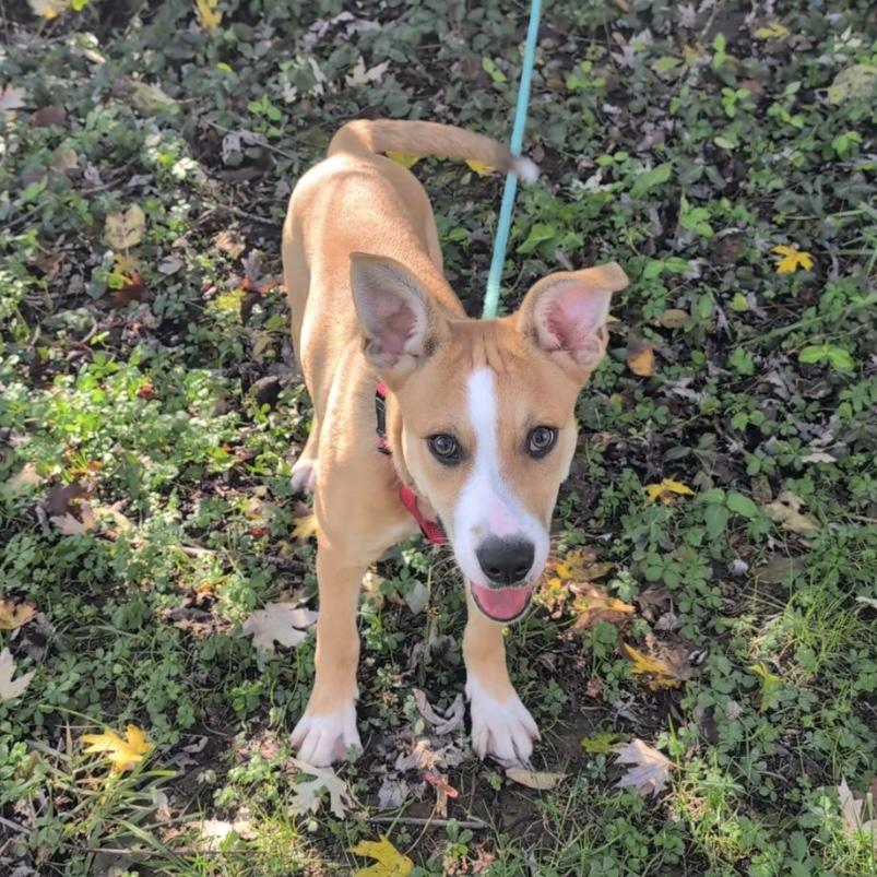 Enlarge Spook, an adoptable mixed breed in Maysville, KY image 2/4