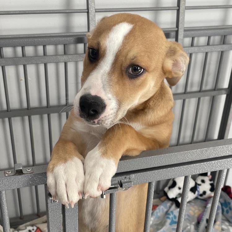 Enlarge Spook, an adoptable mixed breed in Maysville, KY image 3/4