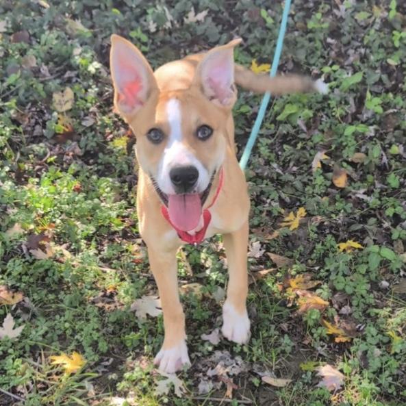 Enlarge Spook, an adoptable mixed breed in Maysville, KY image 1/4