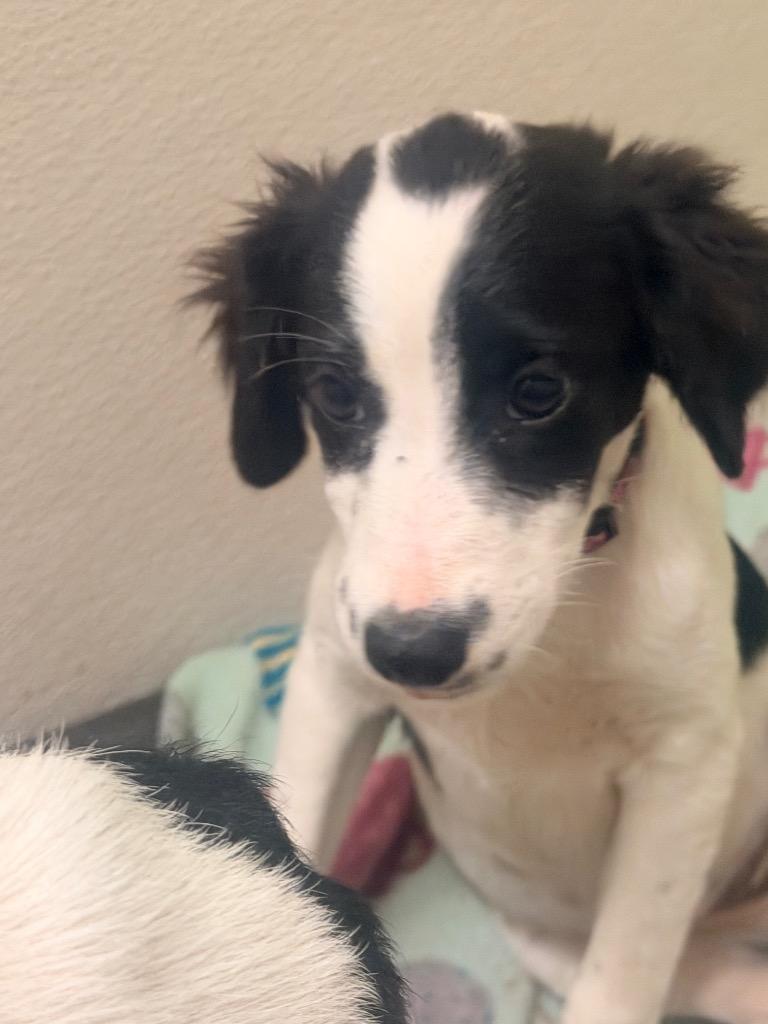 Cadence, Adoptable, Puppy Female Terrier & Mixed Breed.
