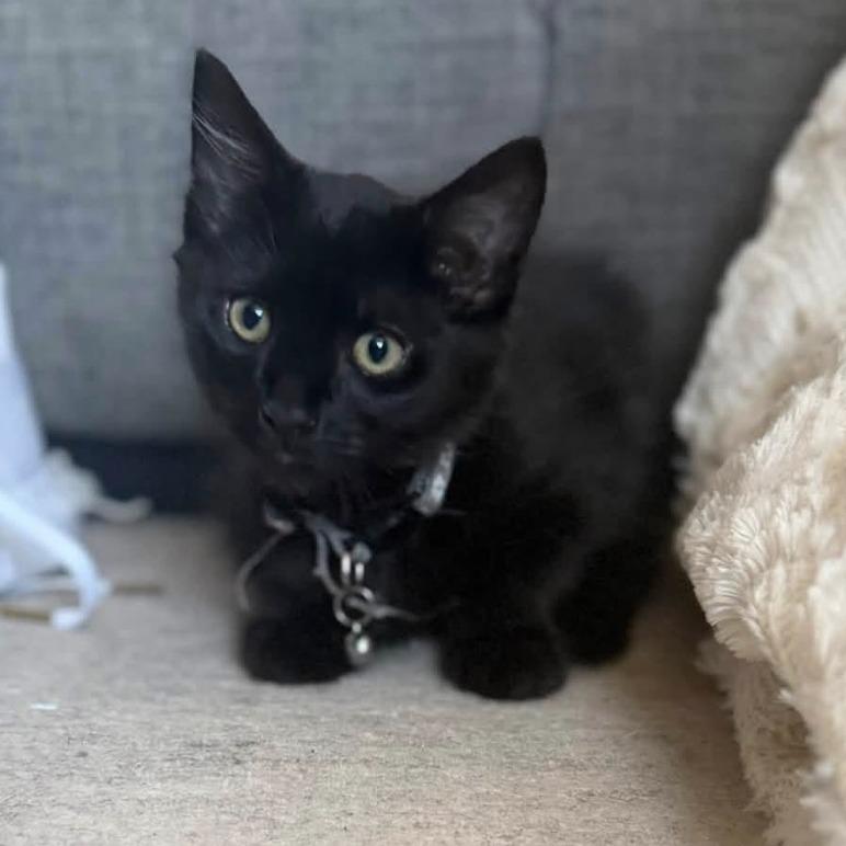 Chorizo, Adoptable, Kitten Male Domestic Short Hair.