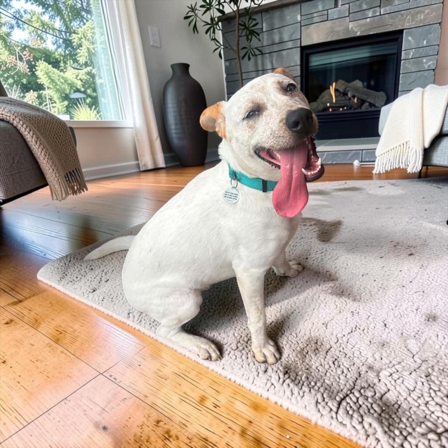 Enlarge Dill, a Adoptable mixed breed in Syracuse, NY image 5/6