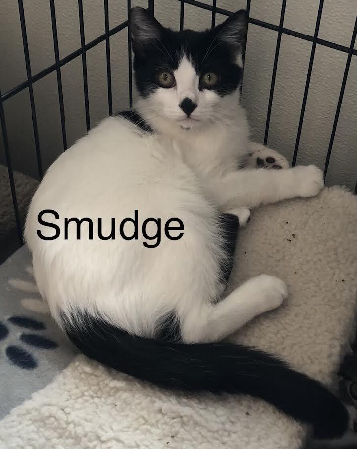 Smudge, adoptable, Young Male Domestic Short Hair.
