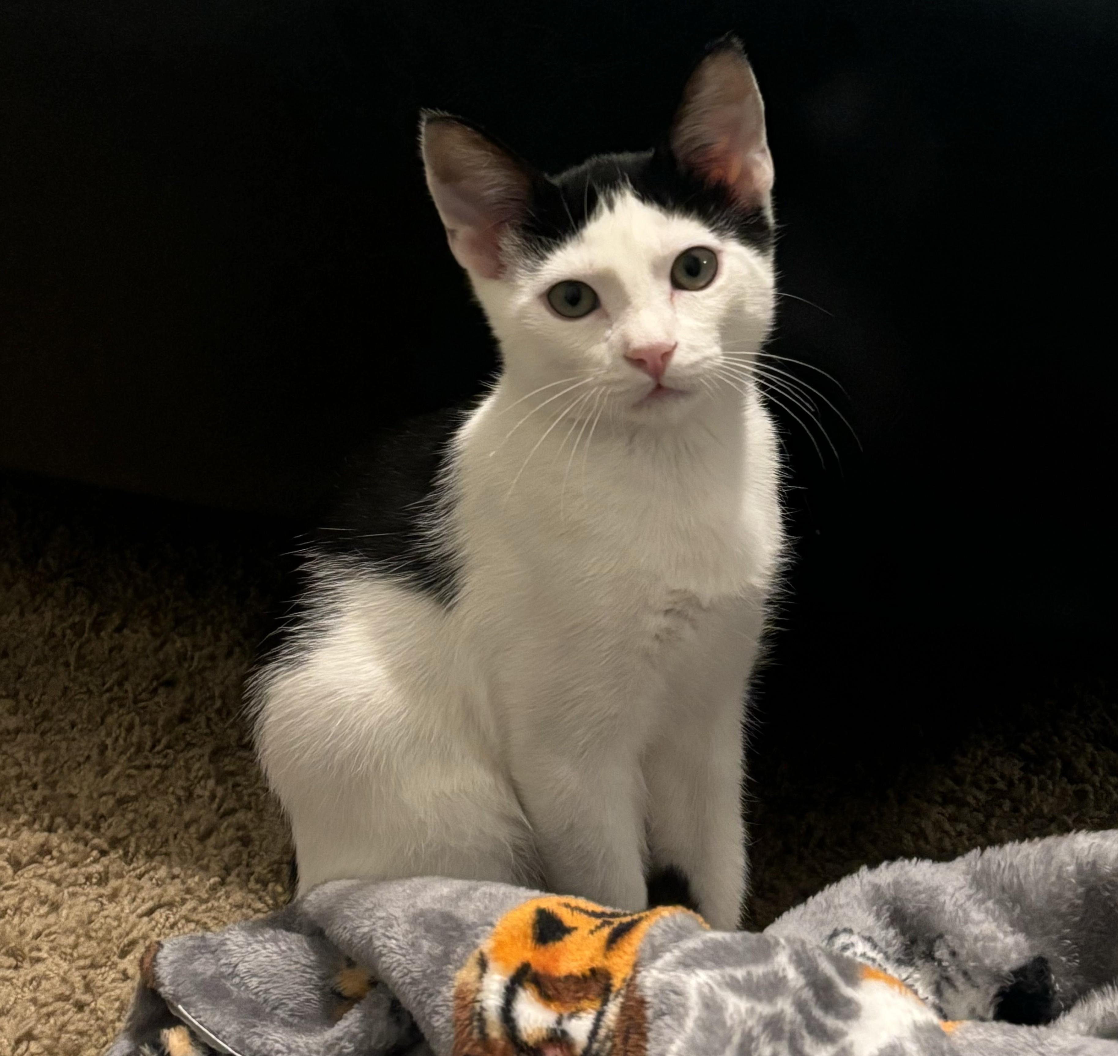 Moxy — thumbnail 4