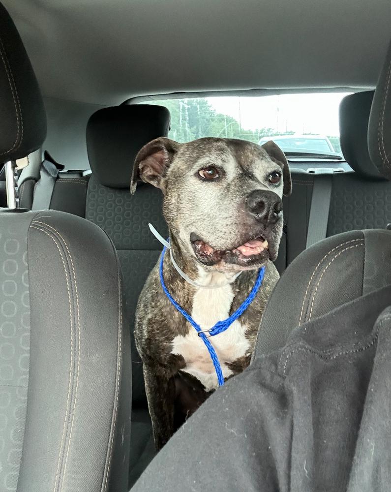 Zelda, a Adoptable mixed breed in Portland, OR image 1/6
