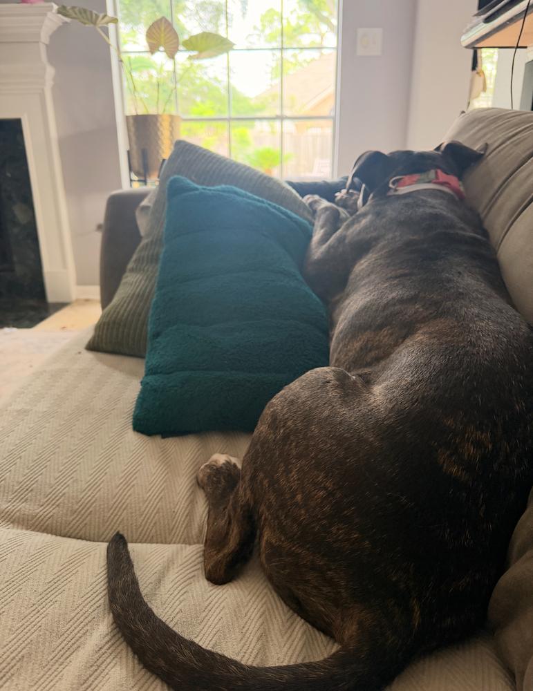 Enlarge Zelda, a Adoptable mixed breed in Portland, OR image 2/5