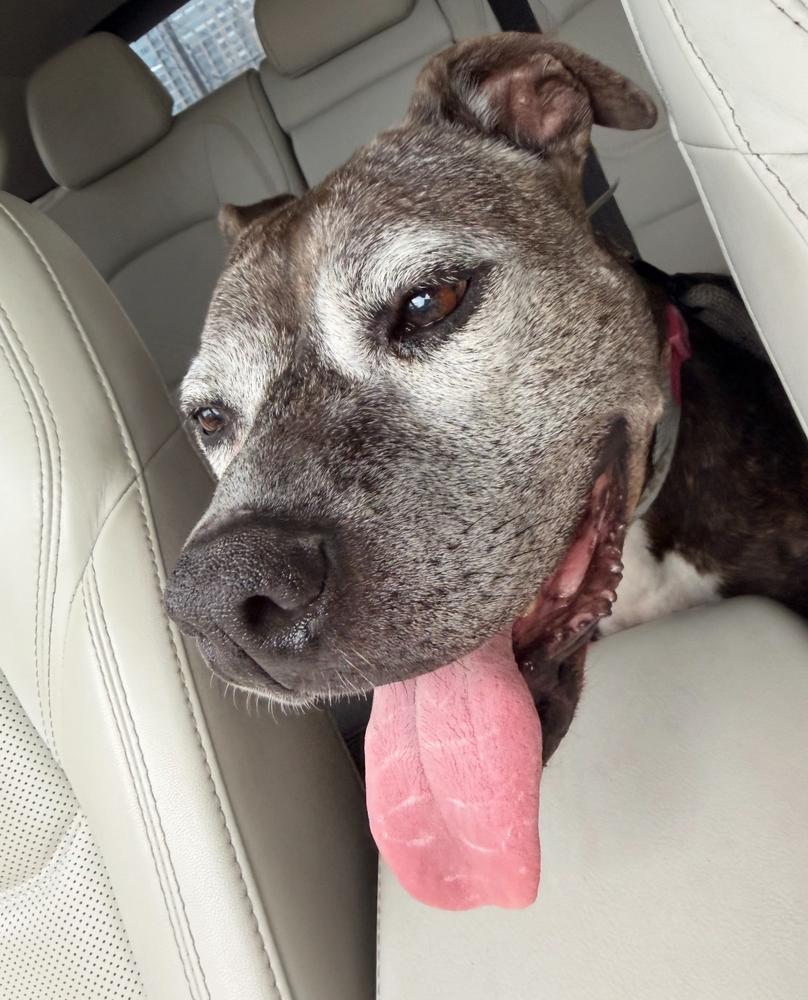 Enlarge Zelda, a Adoptable mixed breed in Portland, OR image 3/5