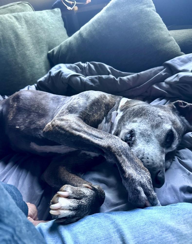 Zelda, a Adoptable mixed breed in Portland, OR image 4/6
