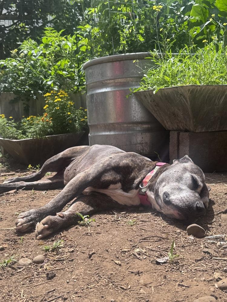 Enlarge Zelda, a Adoptable mixed breed in Portland, OR image 4/5