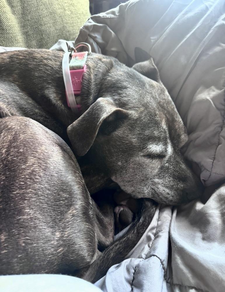 Zelda, a Adoptable mixed breed in Portland, OR image 6/6