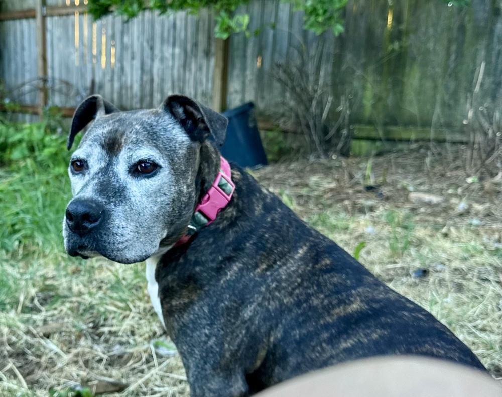 Zelda, Adoptable, Adult Female Staffordshire Bull Terrier.