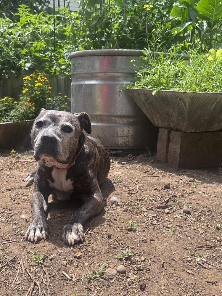 Enlarge Zelda, a Adoptable mixed breed in Portland, OR image 5/5